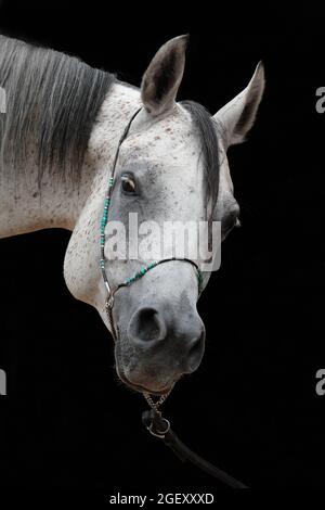 Arabian Horse, portrait d'un étalon blanc avec bride de bijoux sur fond sombre et stable Banque D'Images