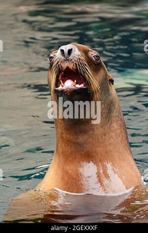 Sea Lion portrait Banque D'Images