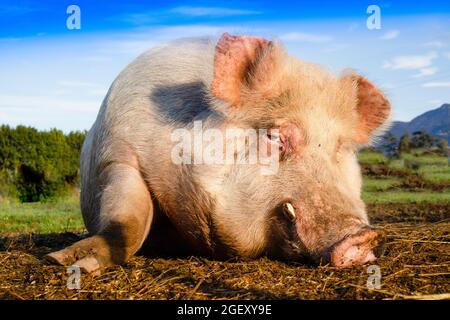 Photo d'un gros cochon pris en se reposant dans un pré Banque D'Images