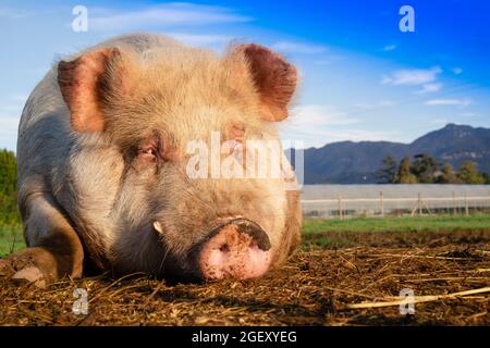 Photo d'un gros cochon pris en se reposant dans un pré Banque D'Images