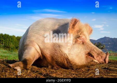 Photo d'un gros cochon pris en se reposant dans un pré Banque D'Images