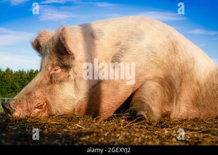 Photo d'un gros cochon pris en se reposant dans un pré Banque D'Images