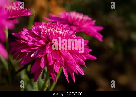 Gros plan sur le chrysanthème magenta sur un arrière-plan flou. Les fleurs d'automne roses colorées poussent dans le jardin. Vue du dessus de l'arrière-plan de l'automne en pleine floraison. Rose foncé Banque D'Images