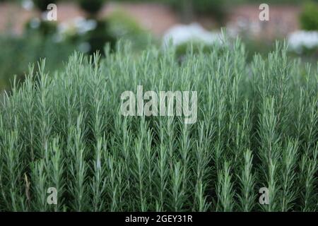 Gros plan sur le buisson aux herbes de romarin dans le jardin avec espace de copie Banque D'Images