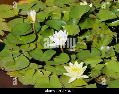 Nymphaea alba fleurs de nénuphars européennes en eau blanche poussant dans le parc El Retiro Madrid Espagne été Banque D'Images