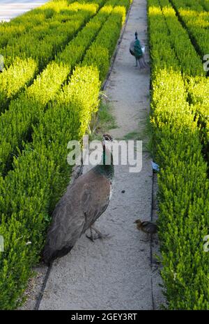 Bleu indien Peahen Pavo cristatus et poussin dans le parc Retiro Madrid Espagne par un après-midi ensoleillé d'août Banque D'Images