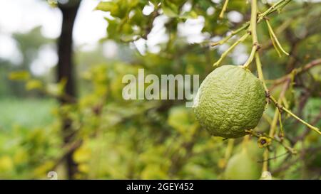 Gros plan de citron vert pousser sur l'arbre de citron dans un jardin récolte agrumes fruits Inde. Banque D'Images