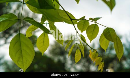 Prise de vue en soirée, Pongamia pinnata ou branche verte de hêtre indien avec feuilles de printemps Banque D'Images