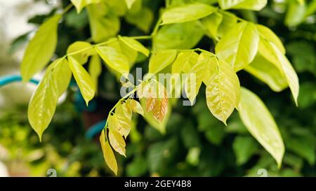 Feuilles fraîches et nouvellement croissantes de l'arbre de pongamia. Belles feuilles brillantes de Pongamia Pinnata arbre ou mara de roge pendant la saison d'été Banque D'Images