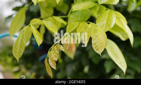 Nouvelles feuilles de pongamie dans le jardin. Belles feuilles brillantes de Pongamia Pinnata arbre ou mara de roge pendant la saison d'été Banque D'Images