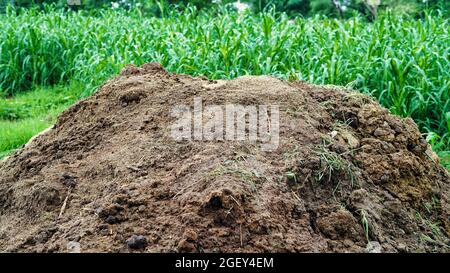 Pile d'engrais pour le jardin du village. Fertilisation de la terre pour la plantation de plantes. Banque D'Images