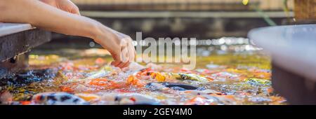 La femme nourrit le poisson koi. Magnifique poisson koi nageant dans la BANNIÈRE de l'étang, FORMAT LONG Banque D'Images