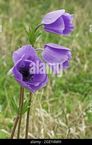 trois fleurs d'anémone de pavot en pleine fleur Banque D'Images