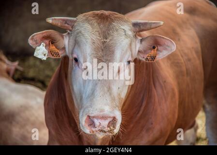 Texel, pays-Bas. Août 2021. Jeunes taureaux dans les écuries d'une ferme laitière en Hollande. Banque D'Images
