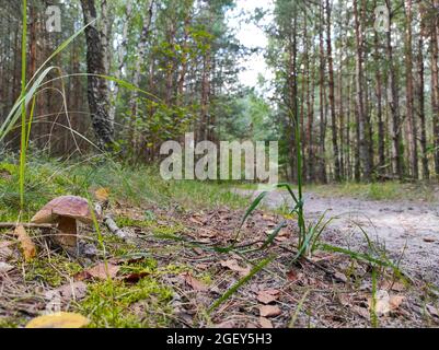 les champignons poussent près de la route forestière Banque D'Images