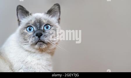 Chat gris plus ancien avec yeux bleus perçant, détail de gros plan, espace pour le texte côté droit. Banque D'Images