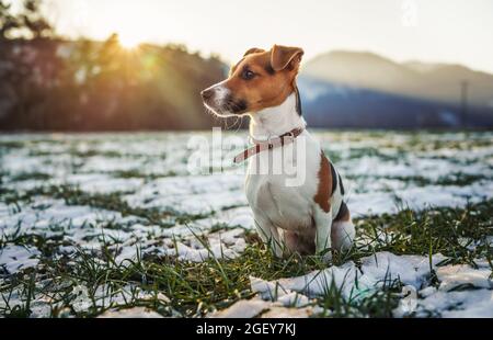 Le petit terrier Jack Russell se tient sur un pré d'herbe verte avec des taches de neige pendant la journée d'hiver glaciale, des arbres flous et des collines derrière elle. Banque D'Images