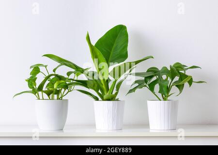 Collection de différentes plantes d'intérieur tropicales exposées dans des pots en céramique blanche. Plantes de maison exotiques en pot sur étagère blanche contre mur blanc. Banque D'Images