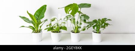 Collection de différentes plantes d'intérieur tropicales exposées dans des pots en céramique blanche. Plantes de maison exotiques en pot sur étagère blanche contre mur blanc. Maison jardin Banque D'Images