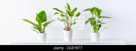 Collection de différentes plantes d'intérieur tropicales exposées dans des pots en céramique blanche. Plantes de maison exotiques en pot sur étagère blanche contre mur blanc. Maison jardin Banque D'Images