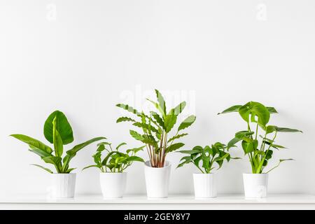 Collection de différentes plantes d'intérieur tropicales exposées dans des pots en céramique blanche. Plantes de maison exotiques en pot sur étagère blanche contre mur blanc. Banque D'Images