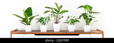 Diverses maisons tropicales dans des pots en céramique blanche sur étagère blanche contre mur blanc. Bannière intérieure de jardin. Plantes de maison exotiques en pot. Banque D'Images