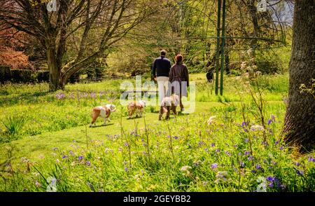 Gus Christie et Danielle de Niese de Glyndepourne, près de Lewes, East Sussex, Royaume-Uni, avec leurs chiens. Pour usage éditorial uniquement Banque D'Images