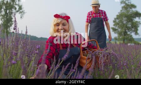 Grand-mère travailleuse agricole principale femme en culture biologique, rassemblant des fleurs de lavande pourpres Banque D'Images