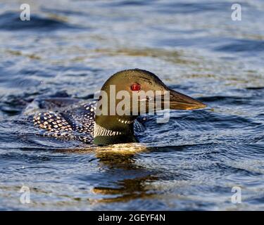 Vue en gros plan de la tête de Loon commune nage dans les eaux ondulées de son environnement et de son habitat. Image Loon. Portrait. Banque D'Images