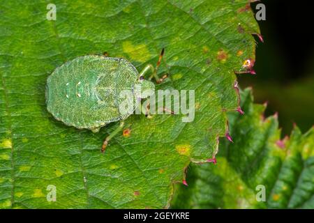 Insecte vert de bouclier / insecte vert de piqûre (Palomena prasina) nymph sur la feuille en été Banque D'Images