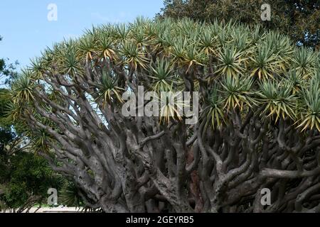 Sydney Australie, branches et canopée d'un arbre dracaena draco Banque D'Images