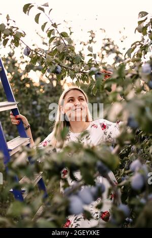 Jeune femme heureuse souriante tenant une branche tout en moissonnant des prunes mûres hors de l'arbre, en utilisant une grande échelle avec des marches pour monter assez haut en se tenant en gre Banque D'Images