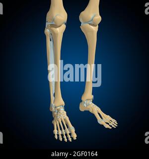 OS humains articulations et ligaments Anatomy for Medical concept 3D Illustration Banque D'Images