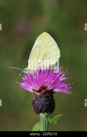 Petit blanc ou chou blanc Pieris rapae sur le crapet commun - Centaurea nigra Banque D'Images