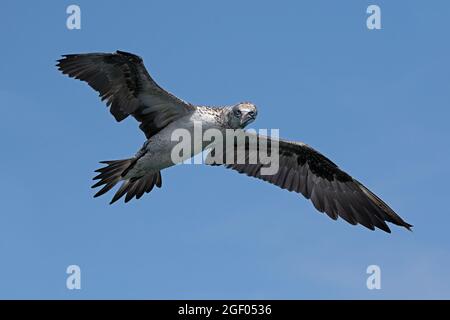 Jeune Gannet du Nord (Morus bassanus) en vol au-dessus des falaises de craie de Bempton Banque D'Images