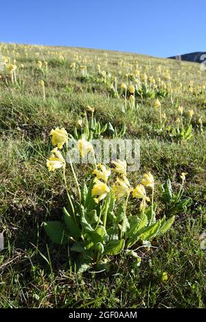 Groupe de cowslips, Primula veris, croissant sur le versant alpin des Alpes françaises Banque D'Images