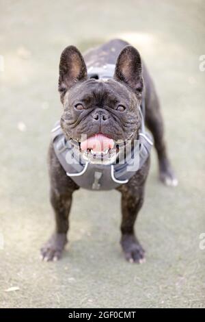 Brendle homme de 2 ans, Frenchie, panting. Parc pour chiens hors-laisse dans le nord de la Californie. Banque D'Images