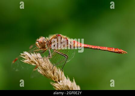 Ruddy darter libellule mâle, en attente de la proie. Position assise sans mouvement sur l'herbe avec les ailes rabattues. Vue latérale, gros plan. Genre Sympetrum sanguineum. Banque D'Images