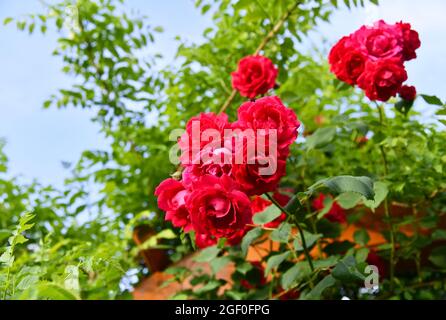 roses parfumées dans le jardin d'été Banque D'Images
