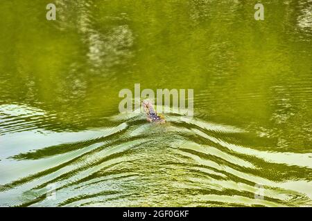 Le moniteur d'eau asiatique, kabaragoya (Varanus salvator komaini - plus sombre), nage dans le lac. Thaïlande Banque D'Images