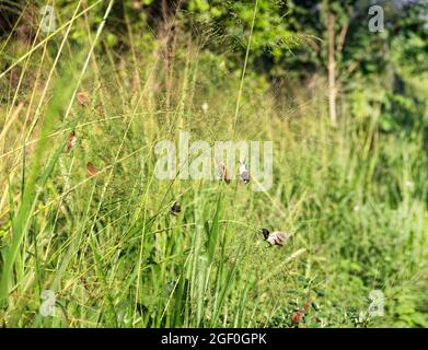 Le Muria à rumpes blanches (Lonchura striata striata) se nourrit de céréales sauvages (ambercane) dans les conditions naturelles du plateau de montagne. Plateau central, Sri Lanka Banque D'Images