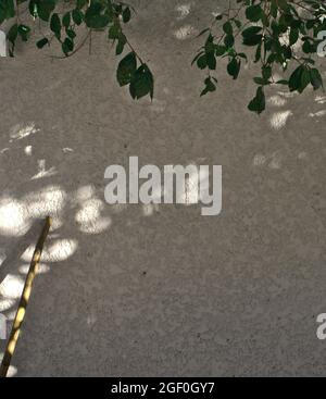 Les feuilles et les brindilles vertes tombent contre le mur avec une silhouette d'ombre et une superposition de lumière du soleil sur un fond blanc de texture de mur en béton et un arrière-plan abstrait. Banque D'Images