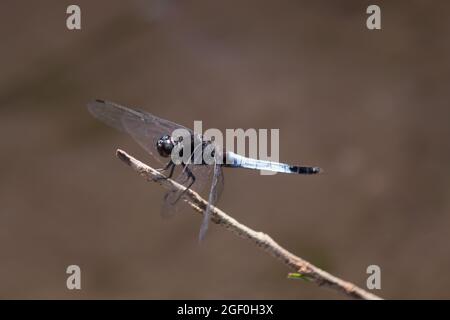 Gros plan d'une grosse libellule sur une branche d'arbre sur un arrière-plan flou Banque D'Images