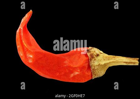 Capsicum annuum, piment, Pfeffer espagnol, gros plan, fruit Banque D'Images
