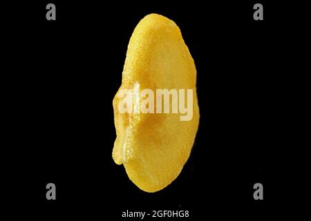 Capsicum annuum, piment, Pfeffer espagnol, gros plan, graines, 4-5 mm de diamètre Banque D'Images