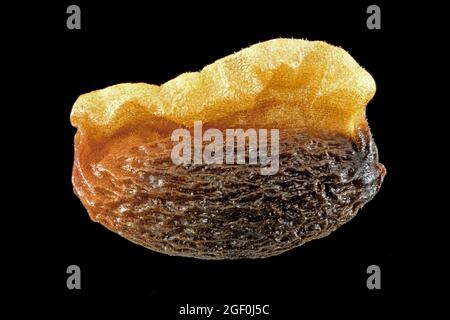 Helleborus niger, rose de Noël, Christrose, gros plan, graines avec elaiosome, 4-5 mm de long Banque D'Images