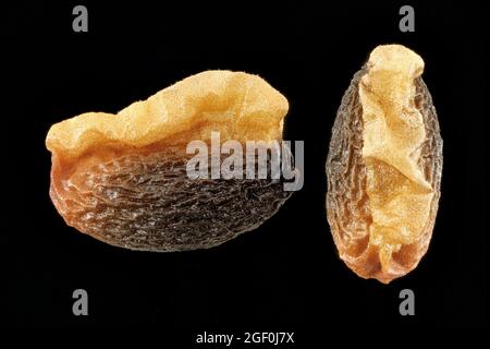 Helleborus niger, rose de Noël, Christrose, gros plan, graines avec elaiosome, 4-5 mm de long Banque D'Images