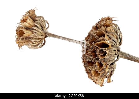 Phlomis russeliana, sauge turque, Russel-Brandkraut, gros plan, tête de semis, calices, calice Banque D'Images