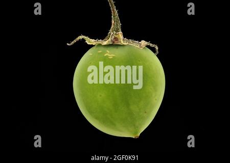 Solanum tuberosum, pomme de terre, Kartoffel, gros plan, fruit, baie Banque D'Images