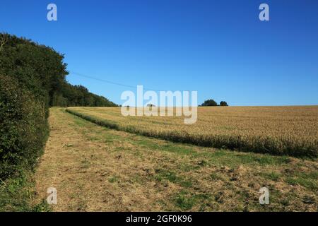 Sentier le long de Hooks Wood et champ sur les North Downs au-dessus de Wye, Ashford, Kent, Angleterre, Royaume-Uni Banque D'Images